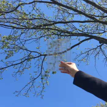 Ultra clear polycarbonate offers higher transparency and light permeability. It looks most like glass but shows everything on the roof like leaves and dirt.